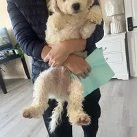 Leo, a male Poodle - Miniature  for sale in Lake Elsinore, CA – Photo 3 of 5