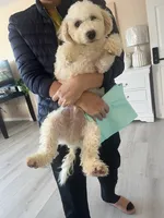 Leo, a male Poodle - Miniature  for sale in Lake Elsinore, CA – Photo 3 of 5