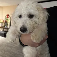 Leo, a male Poodle - Miniature  for sale in Lake Elsinore, CA – Photo 5 of 5