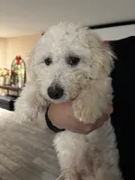 Leo, a male Poodle - Miniature  for sale in Lake Elsinore, CA – Photo 5 of 5