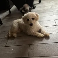 Leo, a male Poodle - Miniature  for sale in Lake Elsinore, CA – Photo 1 of 5