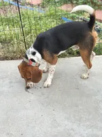 August, a female Beagle for sale in Lake Elsinore, CA – Photo 8 of 9