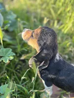 August, a female Beagle for sale in Lake Elsinore, CA – Photo 5 of 9