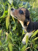 August, a female Beagle for sale in Lake Elsinore, CA – Photo 7 of 9