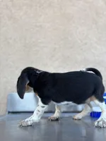 August, a female Beagle for sale in Lake Elsinore, CA – Photo 6 of 9