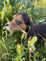 August, a female Beagle for sale in Lake Elsinore, CA – Photo 1 of 9
