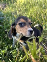 August, a female Beagle for sale in Lake Elsinore, CA – Photo 4 of 9