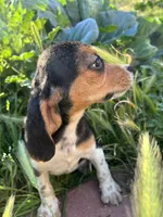 August, a female Beagle for sale in Lake Elsinore, CA – Photo 2 of 9