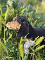 August, a female Beagle for sale in Lake Elsinore, CA – Photo 3 of 9