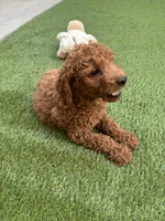 Max, a male Poodle - Standard  for sale in Lake Elsinore, CA – 4 of 9