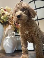 Simba, a male Poodle - Standard  for sale in Lake Elsinore, CA – 4 of 10