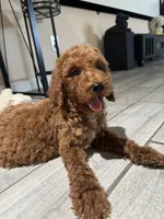 Duke, a male Poodle - Standard  for sale in Lake Elsinore, CA – 5 of 10