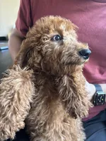 Cooper, a male Poodle - Standard  for sale in Lake Elsinore, CA – 2 of 10