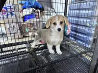 Betty, a female Pembroke Welsh Corgi for sale in Lake Elsinore, CA – 1 of 5