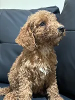 Daisy, a female Poodle - Standard  for sale in Lake Elsinore, CA – 5 of 10