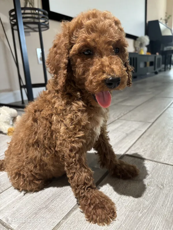 Duke – Poodle - Standard  puppy for sale in Lake Elsinore, CA