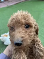 Cookie, a female Poodle - Standard  for sale in Lake Elsinore, CA – 3 of 6