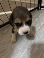 Honey, a female Beagle for sale in Lake Elsinore, CA – 6 of 10