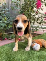 Zoey, a female Beagle for sale in Lake Elsinore, CA – 7 of 8