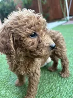 Daisy, a female Poodle - Standard  for sale in Lake Elsinore, CA – 5 of 9