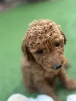 Cooper, a male Poodle - Standard  for sale in Lake Elsinore, CA – 6 of 10
