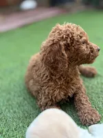 Cooper, a male Poodle - Standard  for sale in Lake Elsinore, CA – 1 of 10