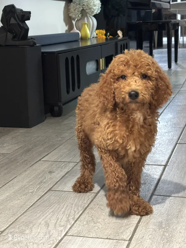Simba – Poodle - Standard  puppy for sale in Lake Elsinore, CA