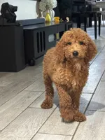 Simba, a male Poodle - Standard  for sale in Lake Elsinore, CA – 1 of 10
