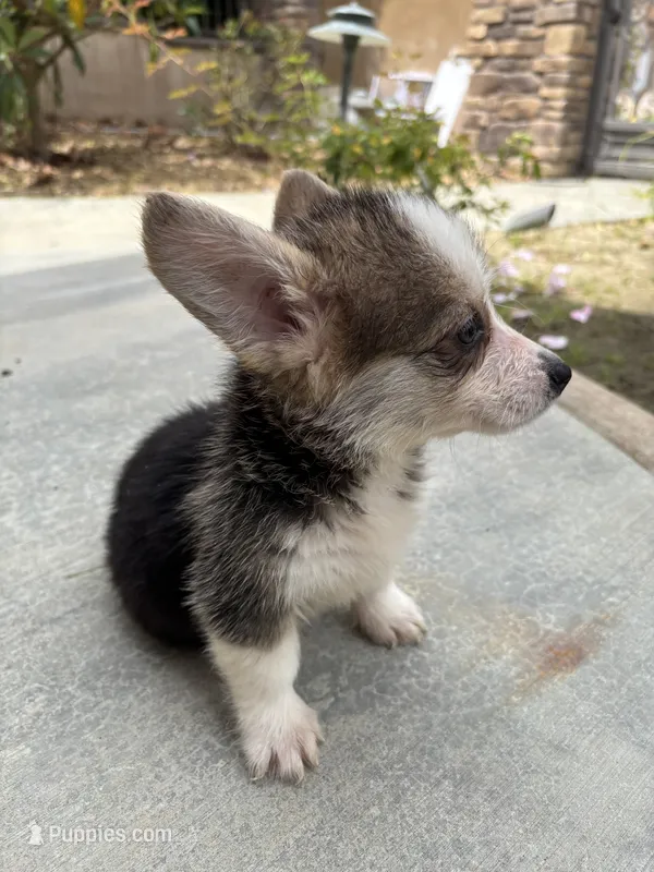 Cathy – Pembroke Welsh Corgi puppy for sale in Lake Elsinore, CA