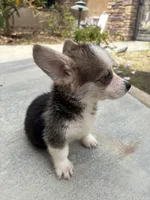 Cathy, a female Pembroke Welsh Corgi for sale in Lake Elsinore, CA – 1 of 5