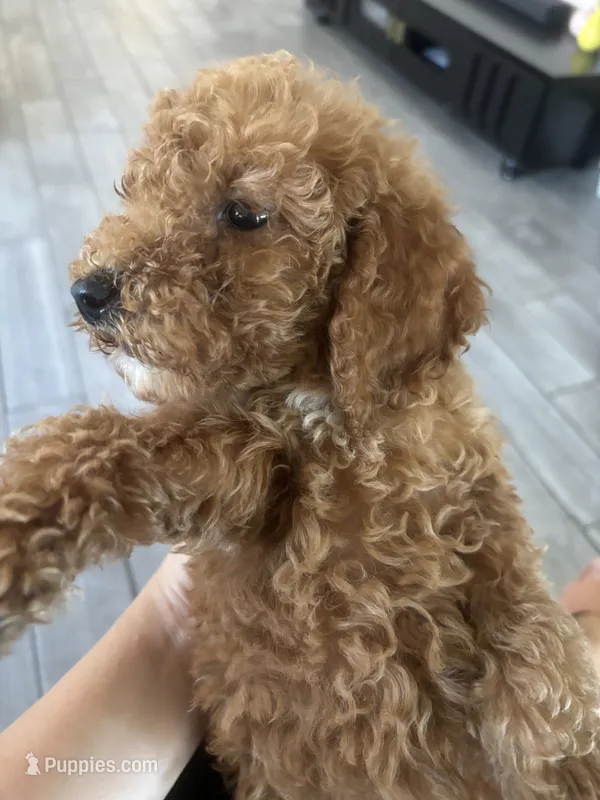 Cooper – Poodle - Standard  puppy for sale in Lake Elsinore, CA