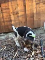 Lola, a female Beagle for sale in Lake Elsinore, CA – 5 of 6