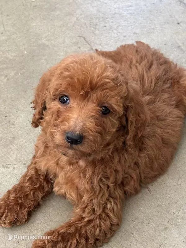 Daisy – Poodle - Standard  puppy for sale in Lake Elsinore, CA