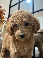 Molly, a female Poodle - Miniature  and Poodle - Standard  for sale in Lake Elsinore, CA – 7 of 10