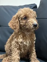 Daisy, a female Poodle - Standard  for sale in Lake Elsinore, CA – 4 of 10