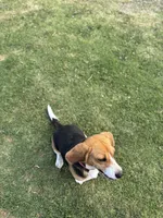 Molly, a female Beagle for sale in Lake Elsinore, CA – 8 of 9