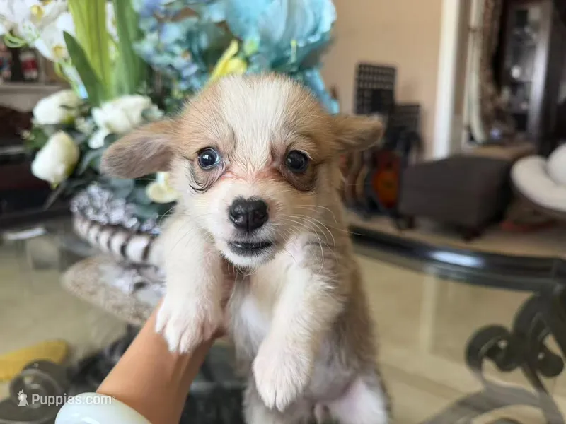 Edan – Pembroke Welsh Corgi puppy for sale in Lake Elsinore, CA