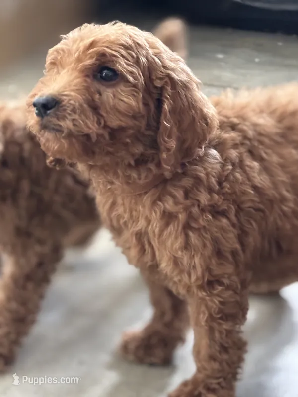 Cookie – Poodle - Standard  puppy for sale in Lake Elsinore, CA