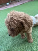 Charlie, a male Poodle - Standard  for sale in Lake Elsinore, CA – 2 of 9