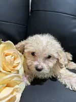 Bella, a female Poodle - Miniature  for sale in Lake Elsinore, CA – 10 of 10