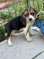 processed/de49bf1c-7a2c-478e-b40e-fb28dd7b54e4/listing/d82941e6-6130-4ac1-bd0a-68de2c00b880/67e059bd-c34d-4a08-bb21-c397ed40edc8