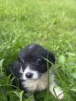 Clover, a female Pembroke Welsh Corgi for sale in Lake Elsinore, CA – Photo 2 of 2