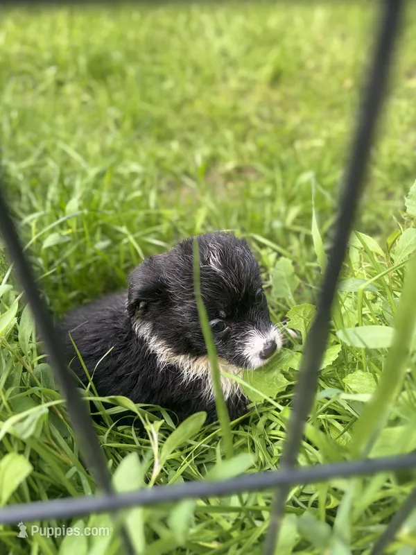Clover, a female Pembroke Welsh Corgi for sale in Lake Elsinore, CA – Photo 1 of 2