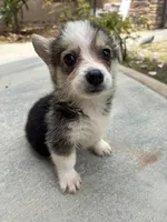 Cathy, a female Pembroke Welsh Corgi for sale in Lake Elsinore, CA – 2 of 5