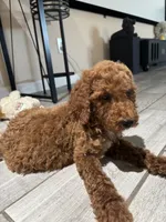 Duke, a male Poodle - Standard  for sale in Lake Elsinore, CA – 4 of 10