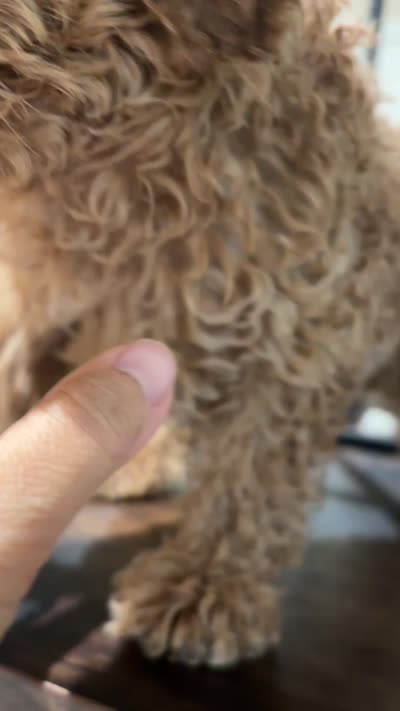Molly, a female Poodle - Miniature  and Poodle - Standard  for sale in Lake Elsinore, CA – 10 of 10