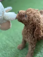 Bella, a female Poodle - Standard  for sale in Lake Elsinore, CA – 1 of 10