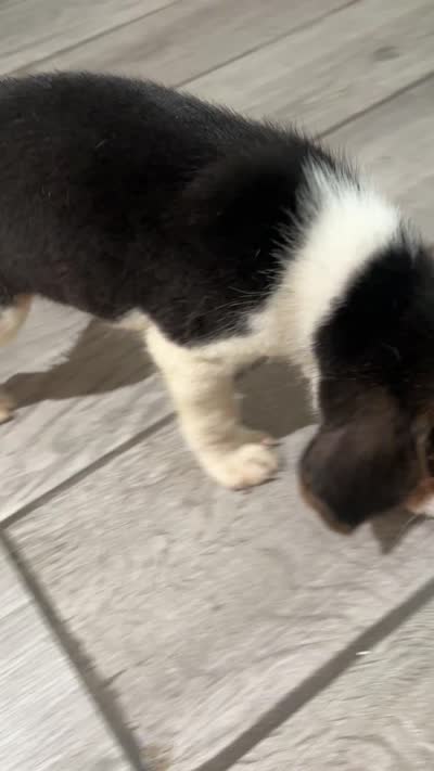 Snoopy, a male Beagle for sale in Lake Elsinore, CA – 10 of 10