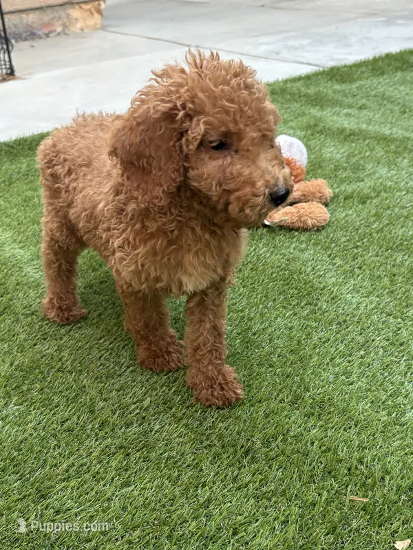 Honey – Poodle - Standard  puppy for sale in Lake Elsinore, CA