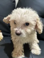 Bella, a female Poodle - Miniature  for sale in Lake Elsinore, CA – 9 of 10